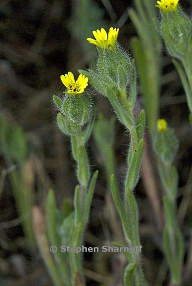 madia gracilis 2 graphic